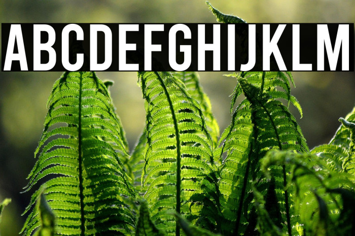 Bebas Regular Example 2