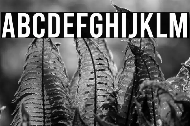 Bebas Regular フォント examples