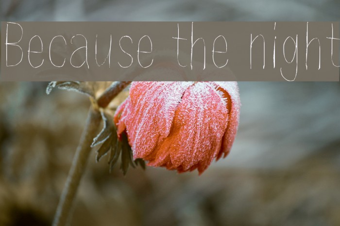 Because the night Font examples