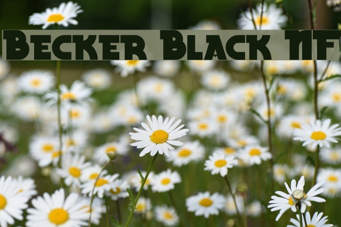Becker Black NF फ़ॉन्ट examples