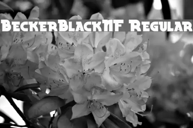BeckerBlackNF Regular Font examples