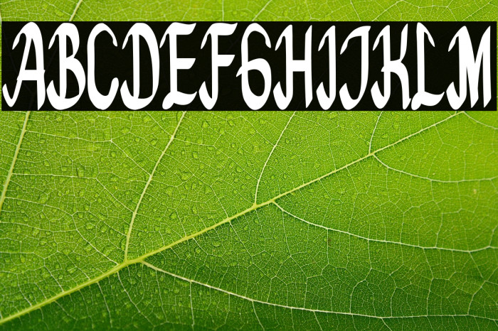 Bedeng Holis Example 1