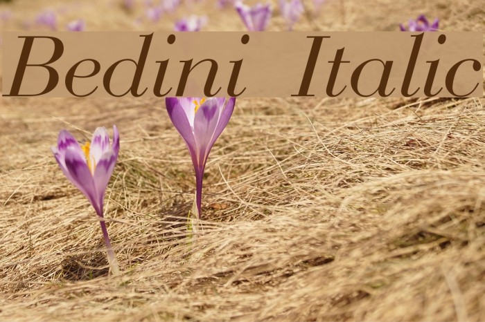 Bedini Italic Font examples