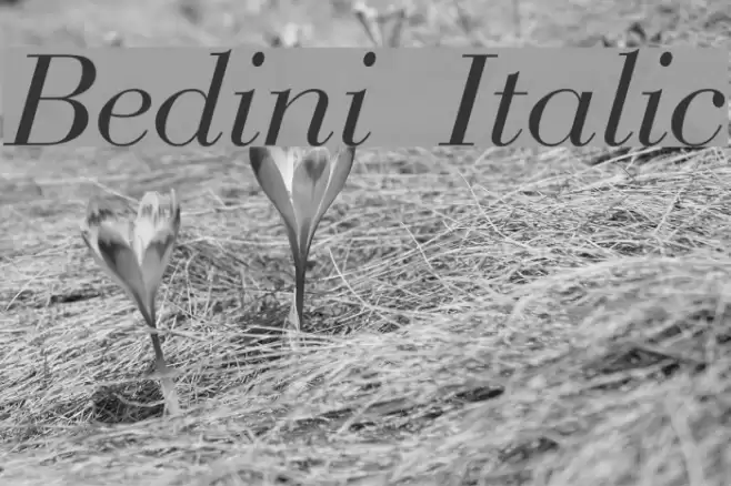 Bedini  Italic Шрифта examples