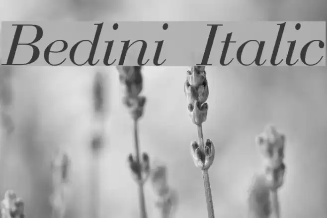 Bedini  Italic Шрифта examples