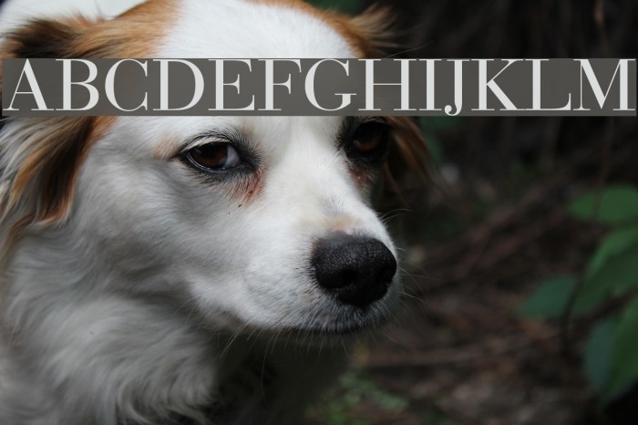 Bedini フォント examples