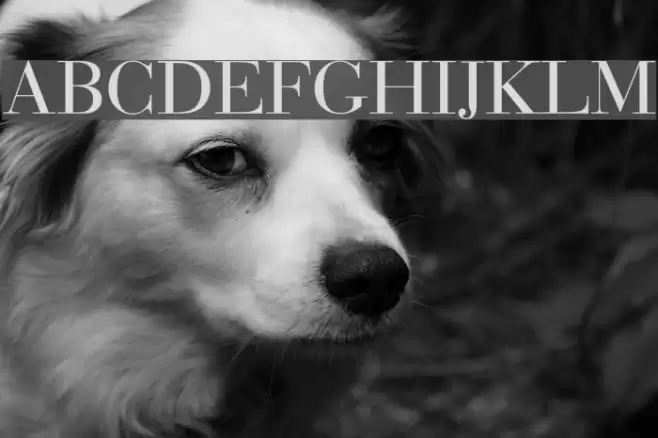 Bedini Font examples