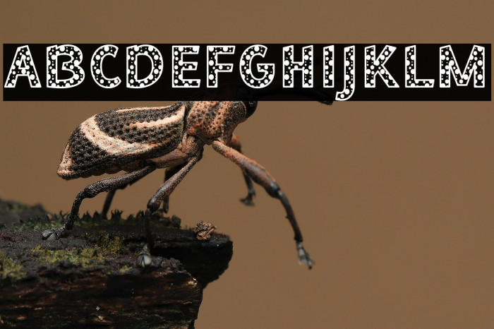 Bee Dotty Regular Example 2