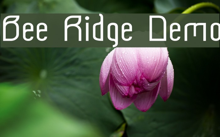 Bee Ridge Demo Font examples