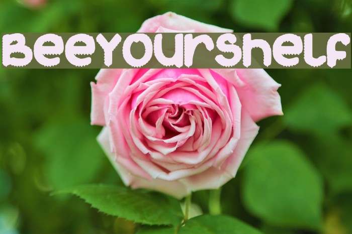 BeeYourShelf Example 3