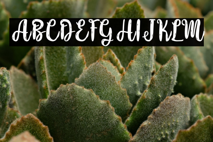 Beefy Soup - Personal Use Example 3