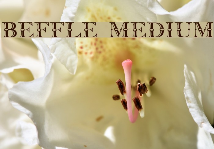 Beffle Medium Font examples