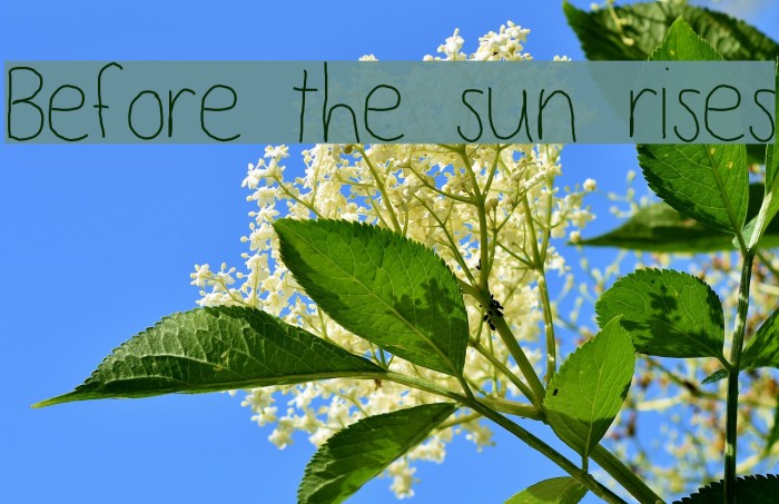 Before the sun rises Font examples