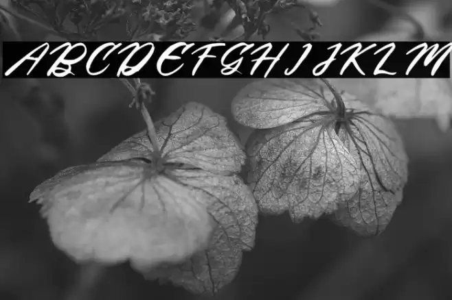 Begatory DEMO VERSION フォント examples