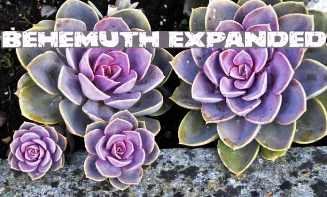 Behemuth Expanded Example 2