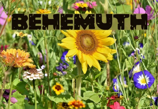 Behemuth Example 2