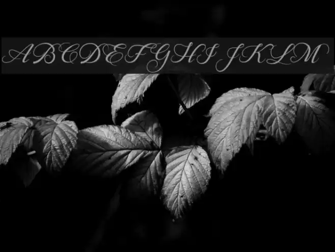 BehindScript Font examples