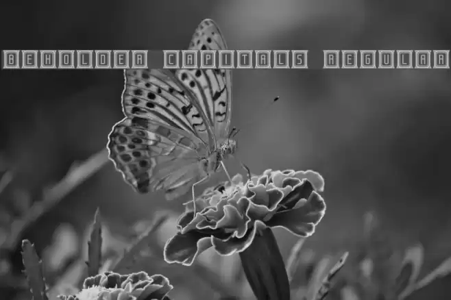 Beholder Capitals Regular Font examples