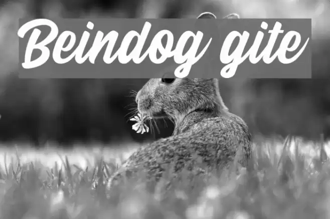 Beindog gite Fuentes examples