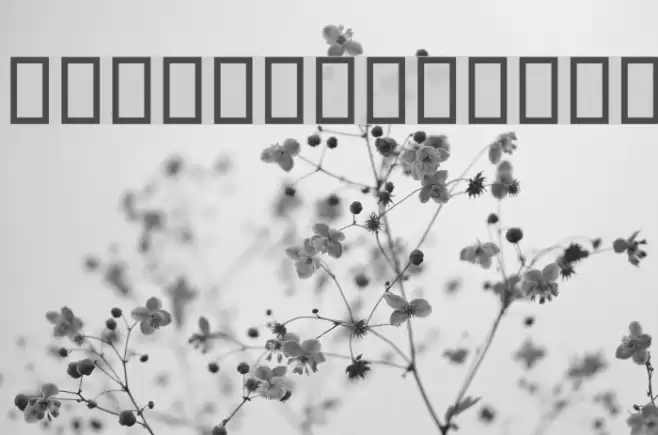 Beirut Black Font examples