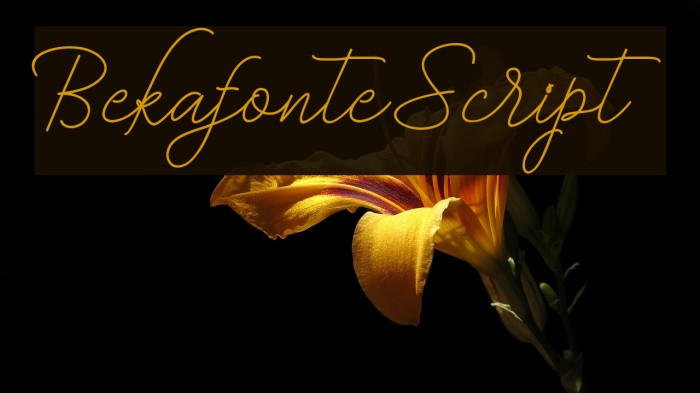 BekafonteScript Font examples