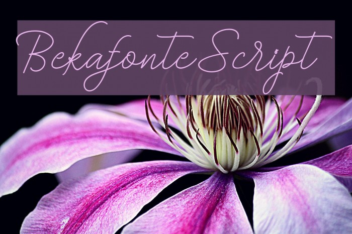 BekafonteScript Font examples