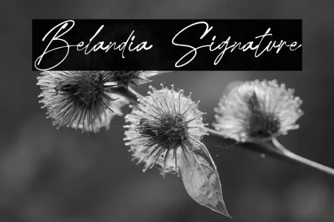 Belandia Signature Font examples