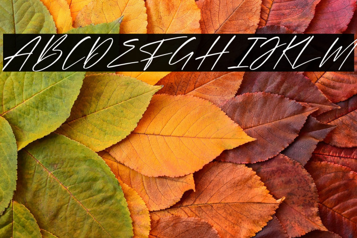 Belantica Italic Example 1