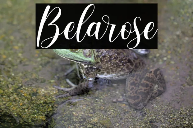 Belarose Example 2