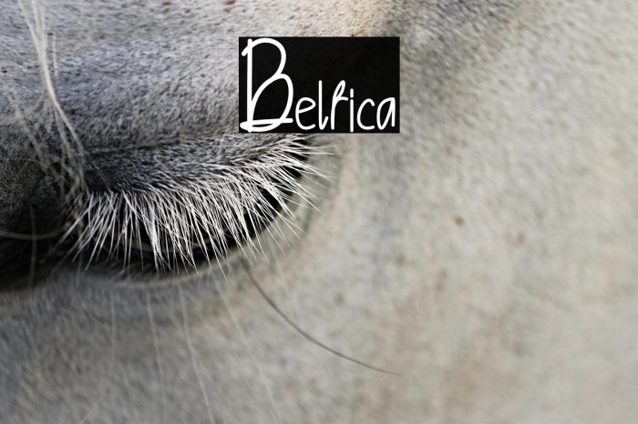 Belfica Example 3