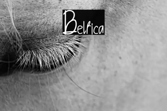 Belfica फ़ॉन्ट examples