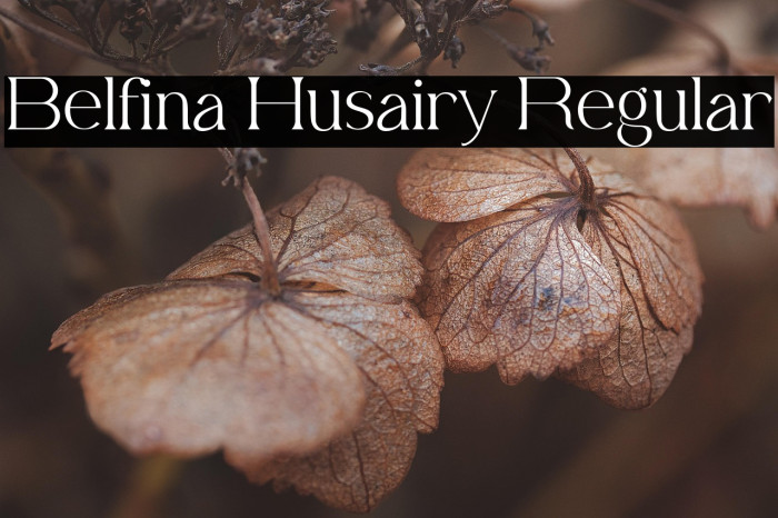 Belfina Husairy Regular Example 1