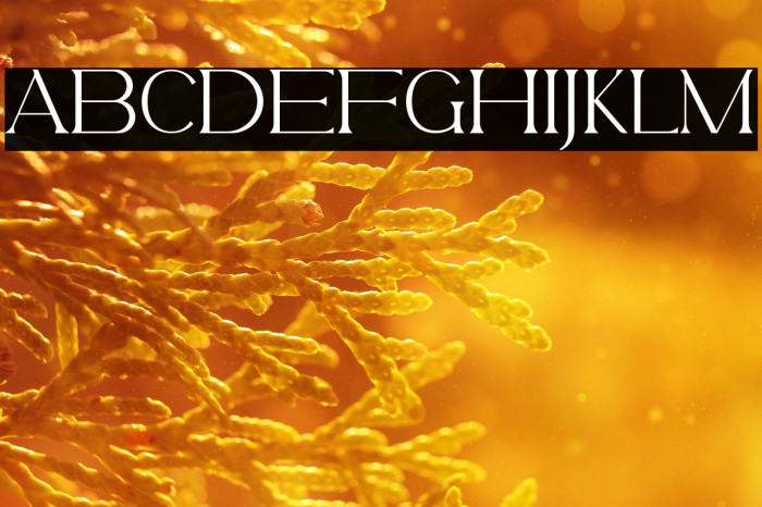 BelfinaHusairy-Regular Example 2