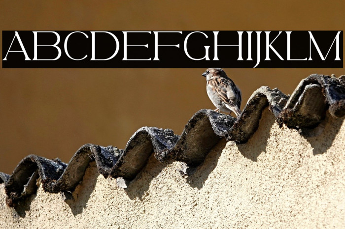 BelfinaHusairy-Regular Example 3