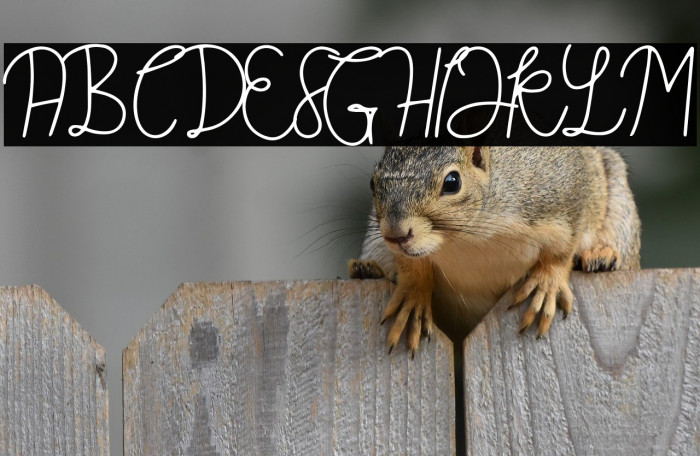 Belgia Regular Example 2