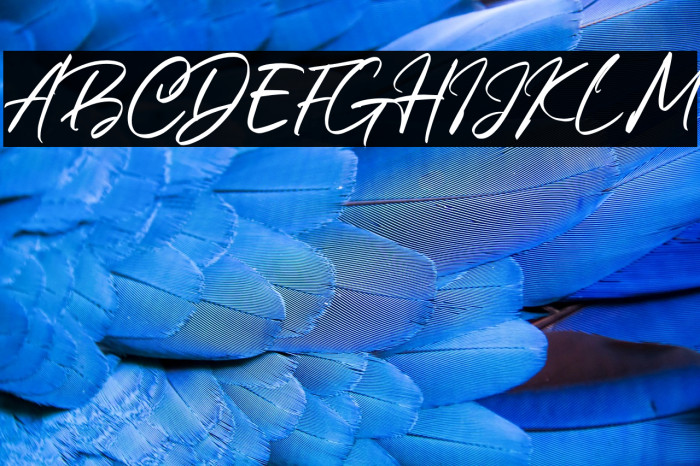 Belgium Catherine Example 3