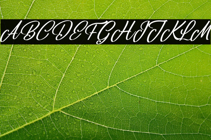 Belgium Victory Italic Example 1