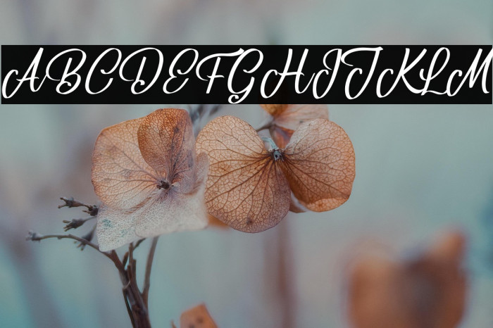 Belgium Victory Example 2