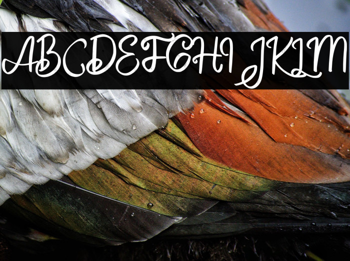 BeliauFREE Example 1