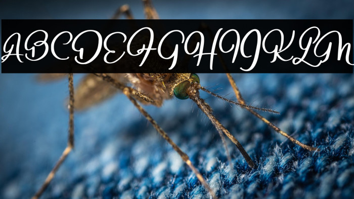 BeligocaryFREE Example 2