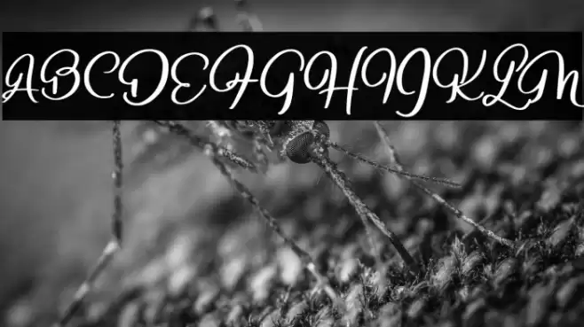 BeligocaryFREE Font examples