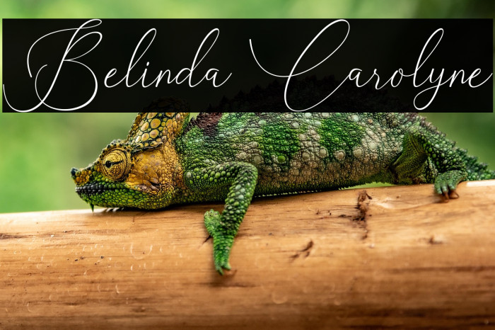 Belinda Carolyne Example 2