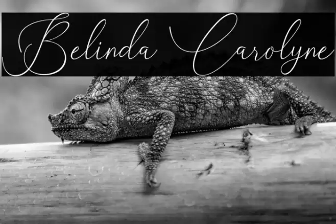 Belinda Carolyne Font examples