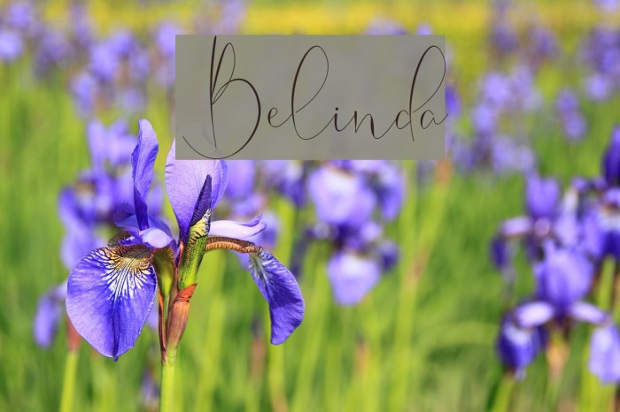 Belinda Font examples