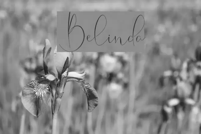 Belinda フォント examples