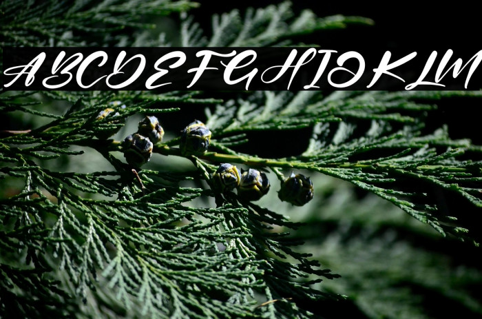 Belinta Cinta Example 1