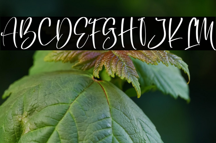 Belisa フォント examples