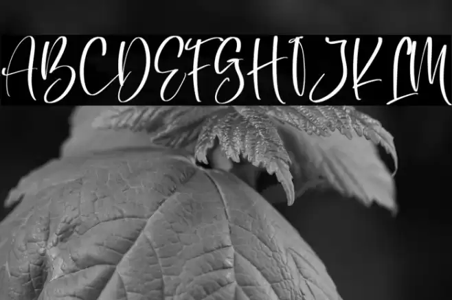 Belisa Fuentes examples