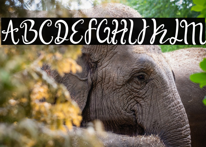 Bella Dahlia Example 1