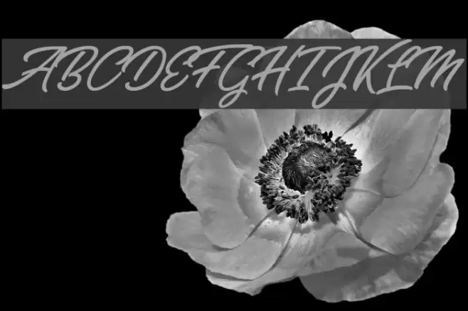 Bella Fashion Personal Use Font examples